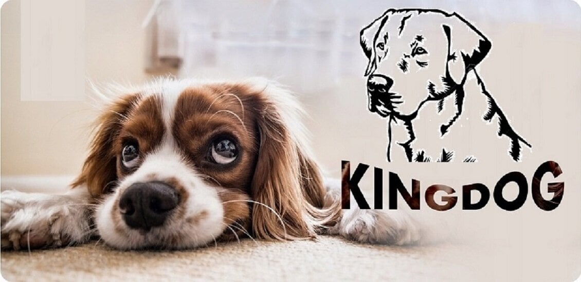 KingDog beež veekindel koeravoodi 115x95 cm hind ja info | Pesad, kuudid | kaup24.ee