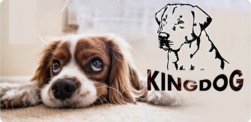 KingDog sinine veekindel koeravoodi diivan 55x45 hind ja info | Pesad, kuudid | kaup24.ee