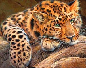 Картина по номерам "Cheetah" 40x50 цена и информация | Живопись по номерам | kaup24.ee