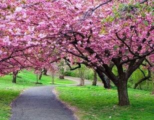 Maal numbrite järgi "Colourful sakura trees'' 40x50 hind ja info | Maalid numbri järgi | kaup24.ee