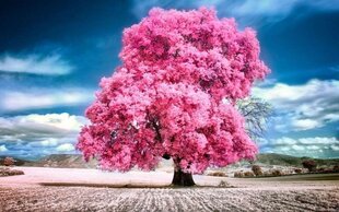 Картина по номерам "Pink maple" 40x50 цена и информация | Живопись по номерам | kaup24.ee