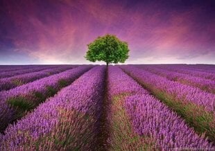 Картина по номерам "Lavender field" 30x40 цена и информация | Живопись по номерам | kaup24.ee