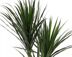 Dracaena kunstlik dekoratiivtaim potis 120 cm hind ja info | Sisustuselemendid | kaup24.ee