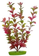 Dekoratiivtaim Marina Red Ludwigia, 30 cm hind ja info | Akvaariumi taimed ja dekoratsioonid | kaup24.ee