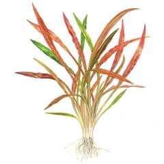 Живое аквариумное растение Cryptocoryne spiralis 'Red', 1 пучок цена и информация | Аквариумные растения и декорации | kaup24.ee