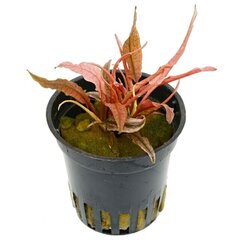 Живое аквариумное растение Cryptocoryne sp. Flamingo, 1 пучок цена и информация | Аквариумные растения и декорации | kaup24.ee