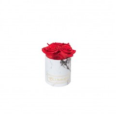 Спящие стабилизированные розы – XS white marble / Vibrant red цена и информация | Спящие стабилизированные розы, растения | kaup24.ee