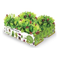 Viljeluskomplekt Batlle Baby Leaves Salatid 40 x 29 x 10,5 cm 2,6 Kg hind ja info | Floristlika materjalid | kaup24.ee