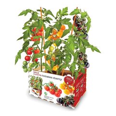 Viljeluskomplekt Batlle Värsked tomatid 30 x 19,5 x 16,2 cm 2,85 kg hind ja info | Floristlika materjalid | kaup24.ee