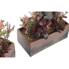 Декоративное растение DKD Home Decor 19 x 9 x 22 cm Розовый Оранжевый Кактус Резина Eva полипропилен (2 штук) цена и информация | Искусственные цветы | kaup24.ee