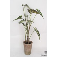 Deco Plant Alocasia 80cm hind ja info | Kunstlilled | kaup24.ee