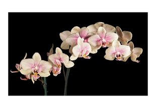 Fototapeet - Õitsev orhidee hind ja info | Fototapeedid | kaup24.ee