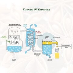 Набор эфирных масел Mumianhua Spices, 6 x 10 мл цена и информация | Эфирные, косметические масла, гидролаты | kaup24.ee