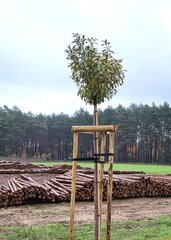 Tugipostide komplekt puudele, 200 cm hind ja info | Aiatööriistad | kaup24.ee