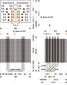 Thermalright 100700732 hind ja info | Protsessori jahutid | kaup24.ee