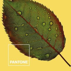 Tekikott Nature Pantone hind ja info | Voodipesu | kaup24.ee