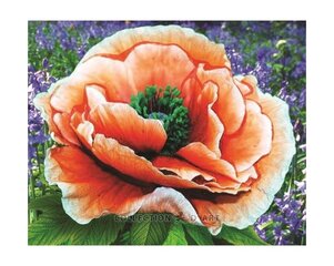 Алмазная мозаика 17x21 cm.  "Bright poppy" цена и информация | Алмазная мозаика | kaup24.ee