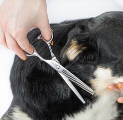 Professionaalne kääride komplekt loomadele CanineCut Pro hind ja info | Hooldusvahendid loomadele | kaup24.ee