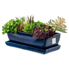 Lillepoti kaktusekauss tumesinine alustassiga Ristküliku mõõdud 14 cm x 29 cm x 9 cm hind ja info | Dekoratiivsed lillepotid | kaup24.ee