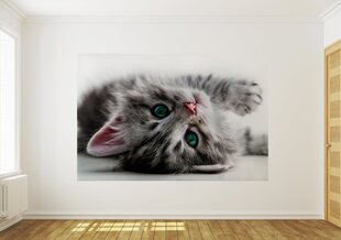 Fototapeet Kat цена и информация | Фотообои | kaup24.ee