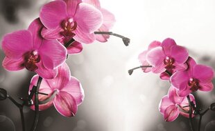 Fototapeet Orchid Pink цена и информация | Фотообои | kaup24.ee