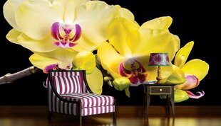 Fototapeet Orchid Yellow hind ja info | Fototapeedid | kaup24.ee