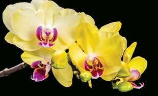 Fototapeet Orchid Yellow hind ja info | Fototapeedid | kaup24.ee