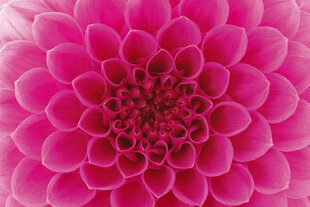 Fototapeet - Roosa dahlia 375x250 cm hind ja info | Fototapeedid | kaup24.ee