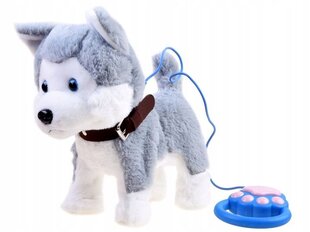 Интерактивная собака хаски на поводке ZA3888 лает цена и информация | Мягкие игрушки | kaup24.ee