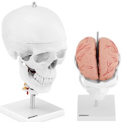 Inimese kolju 3D anatoomiline mudel aju Physaga hind ja info | Arendavad mänguasjad | kaup24.ee