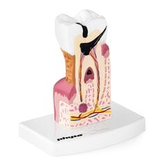 Inimese hamba anatoomiline mudel 6:1 Physa, 10095321 hind ja info | Arendavad mänguasjad | kaup24.ee