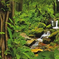 "Qult Senses of Nature – EARTH" - Ароматические свечи в стакане с деревянной крышкой - Rain Forest цена и информация | Подсвечники, свечи | kaup24.ee