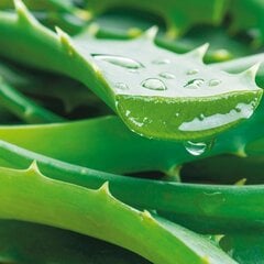 "Qult Senses of Nature - HEALTH" - Aroomiküünlad klaasis puukaanega – „Aloe Vera" hind ja info | Küünlad, küünlajalad | kaup24.ee