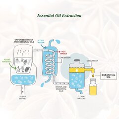 Набор эфирных масел Salking Pure Spicy 6x10 мл цена и информация | Эфирные, косметические масла, гидролаты | kaup24.ee