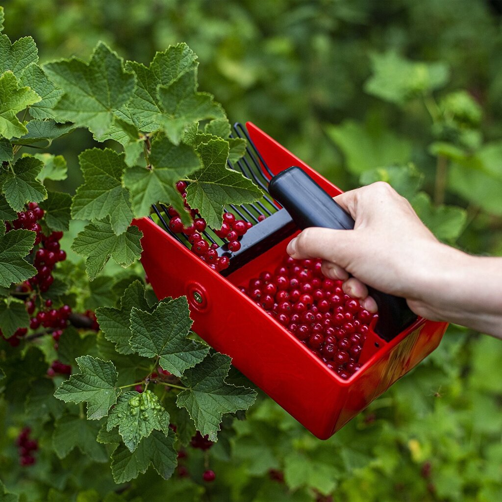 Marjade korjamisseade Biogrod hind ja info | Aiatööriistad | kaup24.ee