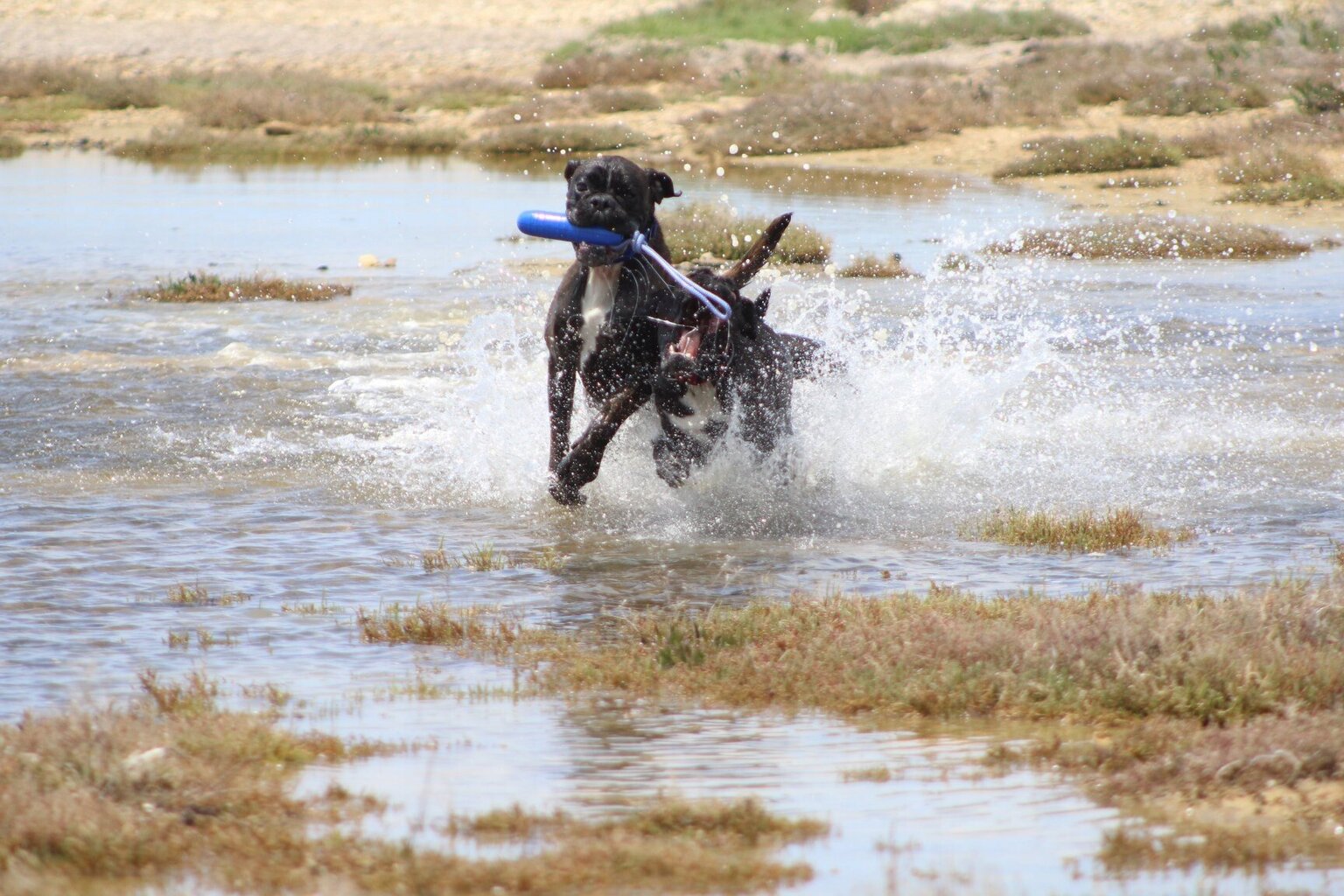 AQUA FLOATING DOG TOY koos nööriga noppimine vees kerge EVA vahtplastiga цена и информация | Mänguasjad koertele | kaup24.ee