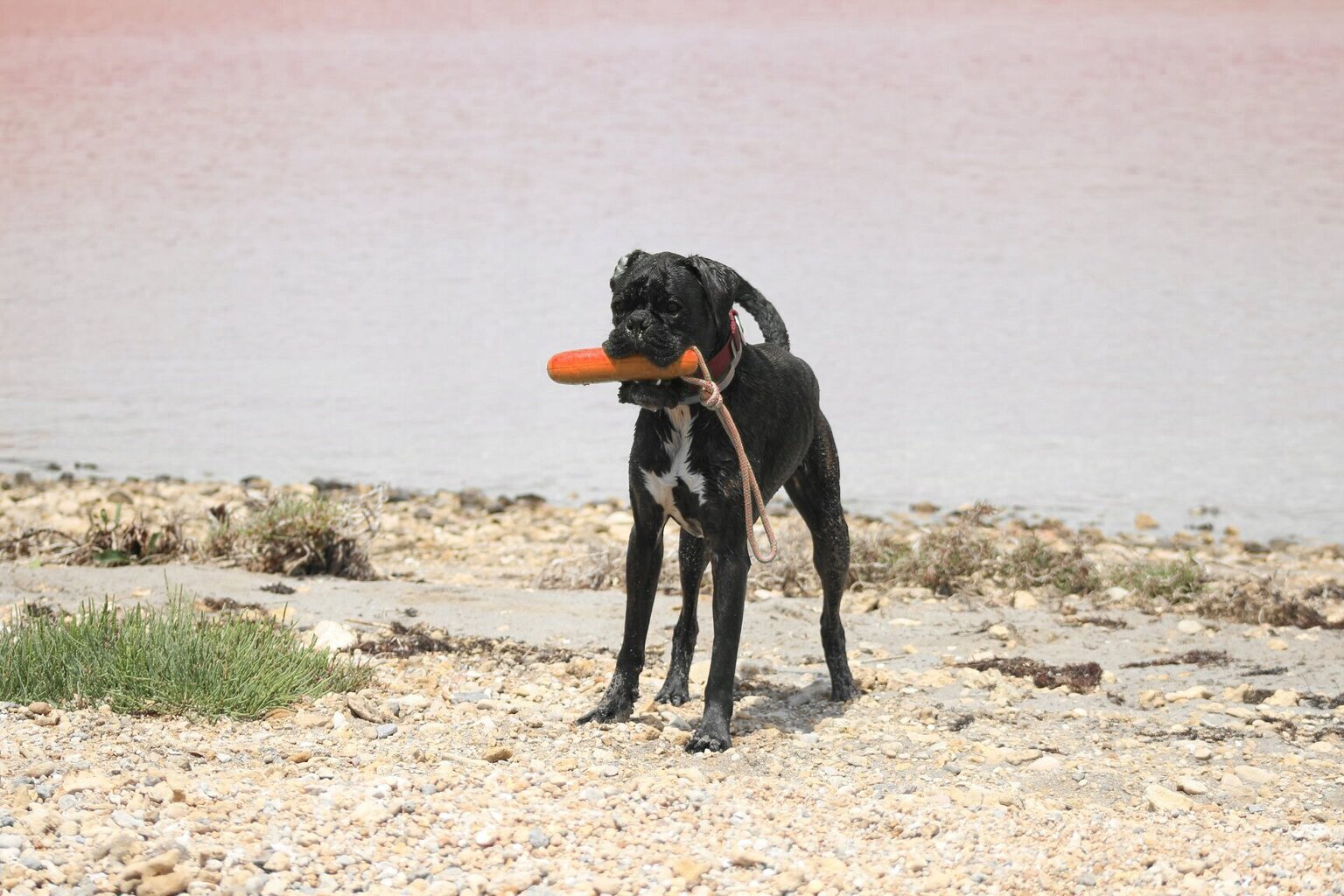 AQUA FLOATING DOG TOY koos nööriga noppimine vees kerge EVA vahtplastiga цена и информация | Mänguasjad koertele | kaup24.ee