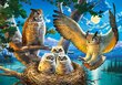 Pusle "Owl Family" Castorland, 500 tk hind ja info | Pusled | kaup24.ee