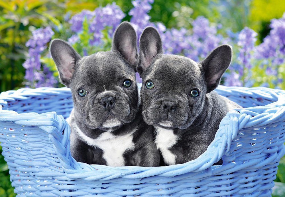 Pusle Castorland Puzzle French Bulldog Puppies, 1000-osaline цена и информация | Pusled | kaup24.ee