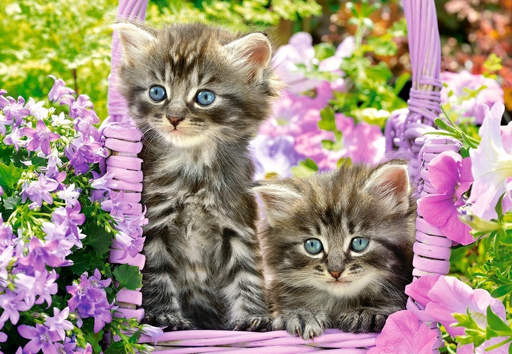 Pusle Puzzle Castorland Kitten in Summer Garden, 1000 tk цена и информация | Pusled | kaup24.ee