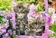 Pusle Puzzle Castorland Kitten in Summer Garden, 1000 tk hind ja info | Pusled | kaup24.ee