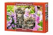 Pusle Puzzle Castorland Kitten in Summer Garden, 1000 tk hind ja info | Pusled | kaup24.ee