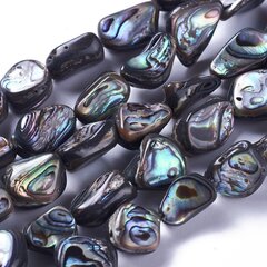 Paua Merekarbi Helmed, Nuggets, Värvus: Värviline, 10-19x5-8mm, umbes 27-29tk / 38-38,5cm / niit hind ja info | Ehete valmistamine, helmestamine | kaup24.ee