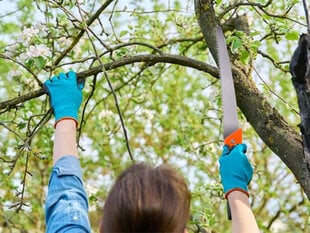 Aiasaag okstele Perfee, kaanega hind ja info | Aiatööriistad | kaup24.ee