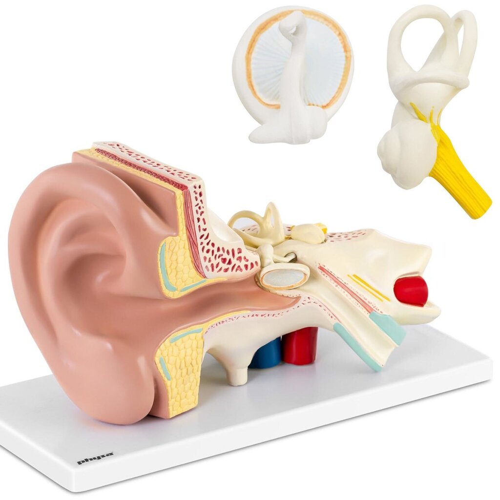 3D anatoomiline inimese kõrvamudel eemaldatavate elementidega 3:1 Physa, 10119011 hind ja info | Arendavad mänguasjad | kaup24.ee