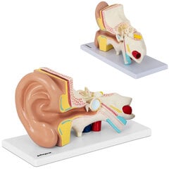 Inimkõrva 3D anatoomiline mudel Physa 10107221 hind ja info | Arendavad mänguasjad | kaup24.ee