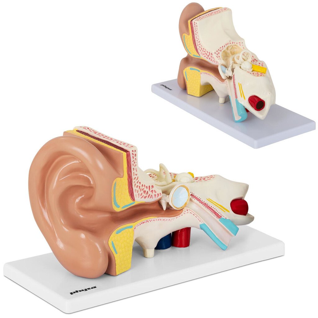 Inimkõrva 3D anatoomiline mudel Physa 10107221 цена и информация | Arendavad mänguasjad | kaup24.ee