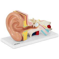 Inimkõrva 3D anatoomiline mudel Physa 10107221 hind ja info | Arendavad mänguasjad | kaup24.ee