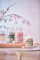 Lõhnaküünal kirsiõitega Yankee Candle Cherry Blossom 623 g hind ja info | Küünlad, küünlajalad | kaup24.ee