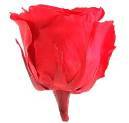 Стабилизированные розы Standard цена и информация | Спящие стабилизированные розы, растения | kaup24.ee